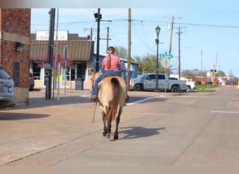 American Quarter Horse, Merrie, 12 Jaar, Buckskin