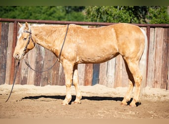 American Quarter Horse, Merrie, 12 Jaar, Palomino
