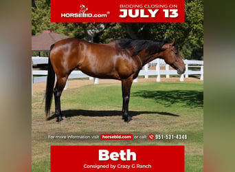 American Quarter Horse, Merrie, 12 Jaar, Roodbruin