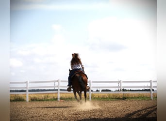 American Quarter Horse, Merrie, 12 Jaar, Roodbruin
