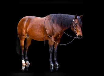 American Quarter Horse, Merrie, 13 Jaar, 145 cm, Brauner