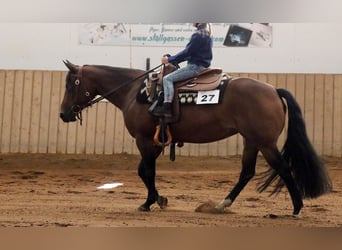 American Quarter Horse, Merrie, 13 Jaar, 145 cm, Brauner