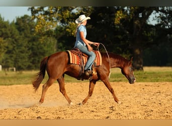 American Quarter Horse, Merrie, 13 Jaar, 145 cm, Donkere-vos