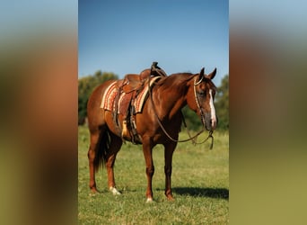 American Quarter Horse, Merrie, 13 Jaar, 145 cm, Donkere-vos
