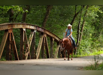 American Quarter Horse, Merrie, 13 Jaar, 145 cm, Donkere-vos