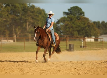 American Quarter Horse, Merrie, 13 Jaar, 145 cm, Donkere-vos