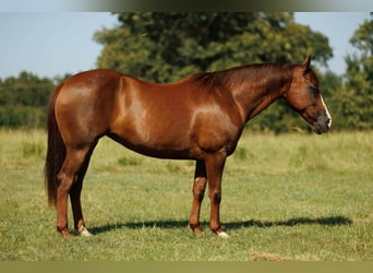 American Quarter Horse, Merrie, 13 Jaar, 145 cm, Donkere-vos