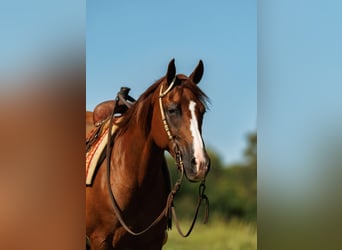 American Quarter Horse, Merrie, 13 Jaar, 145 cm, Donkere-vos