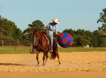 American Quarter Horse, Merrie, 13 Jaar, 145 cm, Donkere-vos