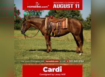 American Quarter Horse, Merrie, 13 Jaar, 145 cm, Donkere-vos