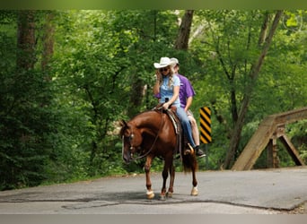 American Quarter Horse, Merrie, 13 Jaar, 145 cm, Donkere-vos