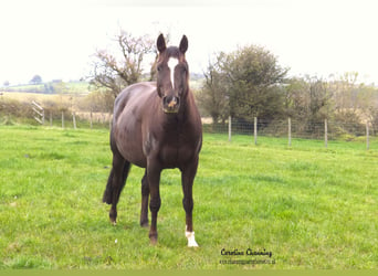 American Quarter Horse, Merrie, 13 Jaar, 145 cm, Donkere-vos