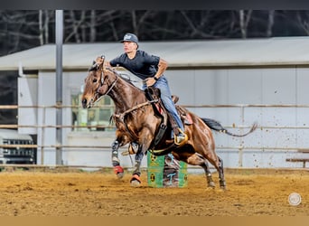 American Quarter Horse, Merrie, 13 Jaar, 145 cm, Roodbruin