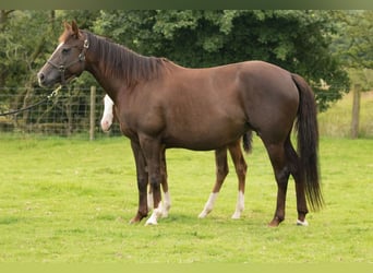 American Quarter Horse, Merrie, 13 Jaar, 145 cm, Vos