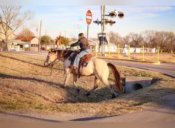 American Quarter Horse, Merrie, 13 Jaar, 147 cm, Buckskin