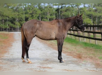 American Quarter Horse, Merrie, 13 Jaar, 147 cm, Grullo