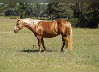 American Quarter Horse, Merrie, 13 Jaar, 147 cm, Palomino