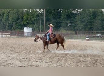 American Quarter Horse, Merrie, 13 Jaar, 147 cm, Palomino