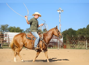 American Quarter Horse, Merrie, 13 Jaar, 147 cm, Palomino