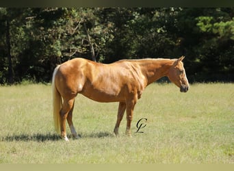 American Quarter Horse, Merrie, 13 Jaar, 147 cm, Palomino