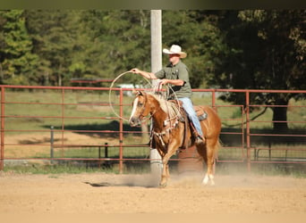 American Quarter Horse, Merrie, 13 Jaar, 147 cm, Palomino