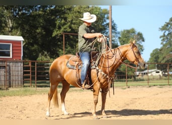 American Quarter Horse, Merrie, 13 Jaar, 147 cm, Palomino