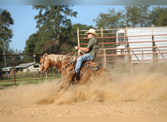 American Quarter Horse, Merrie, 13 Jaar, 147 cm, Palomino