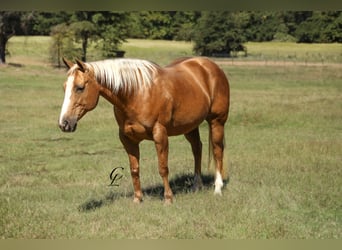 American Quarter Horse, Merrie, 13 Jaar, 147 cm, Palomino