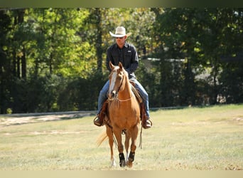 American Quarter Horse, Merrie, 13 Jaar, 147 cm, Palomino