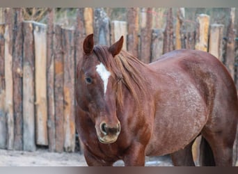 American Quarter Horse, Merrie, 13 Jaar, 147 cm, Roan-Red