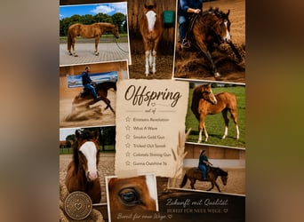 American Quarter Horse, Merrie, 13 Jaar, 148 cm, Bruin