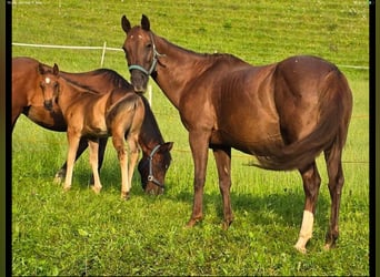 American Quarter Horse, Merrie, 13 Jaar, 148 cm, Donkere-vos