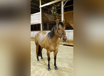 American Quarter Horse, Merrie, 13 Jaar, 148 cm