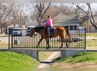 American Quarter Horse, Merrie, 13 Jaar, 150 cm, Buckskin