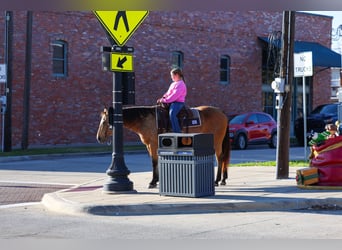 American Quarter Horse, Merrie, 13 Jaar, 150 cm, Buckskin