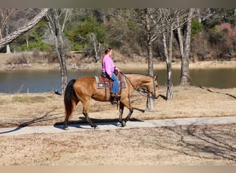 American Quarter Horse, Merrie, 13 Jaar, 150 cm, Buckskin