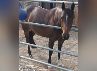 American Quarter Horse, Merrie, 13 Jaar, 150 cm