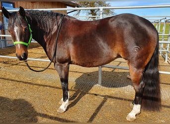 American Quarter Horse, Merrie, 13 Jaar, 150 cm