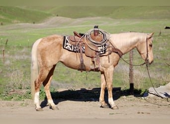 American Quarter Horse, Merrie, 13 Jaar, 150 cm, Palomino