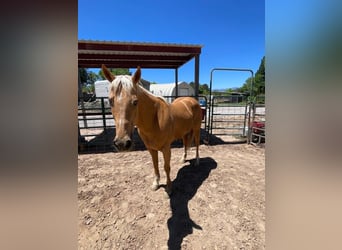 American Quarter Horse, Merrie, 13 Jaar, 150 cm, Palomino