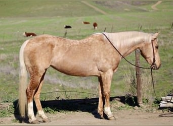 American Quarter Horse, Merrie, 13 Jaar, 150 cm, Palomino