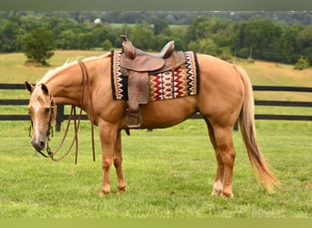 American Quarter Horse, Merrie, 13 Jaar, 150 cm, Palomino