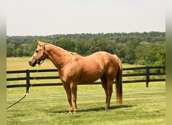 American Quarter Horse, Merrie, 13 Jaar, 150 cm, Palomino