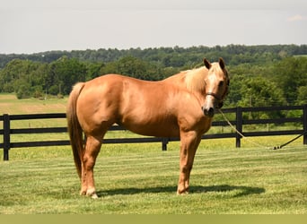 American Quarter Horse, Merrie, 13 Jaar, 150 cm, Palomino