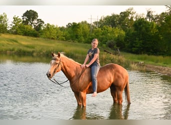 American Quarter Horse, Merrie, 13 Jaar, 150 cm, Palomino