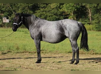 American Quarter Horse, Merrie, 13 Jaar, 150 cm, Roan-Blue