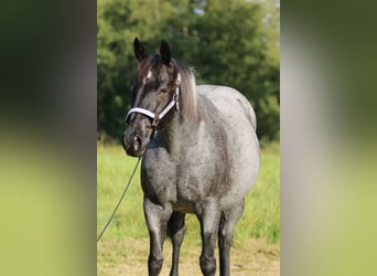 American Quarter Horse, Merrie, 13 Jaar, 150 cm, Roan-Blue