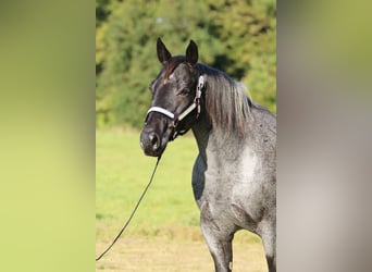 American Quarter Horse, Merrie, 13 Jaar, 150 cm, Roan-Blue