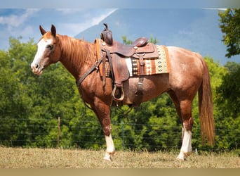 American Quarter Horse, Merrie, 13 Jaar, 150 cm, Roodvos