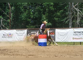 American Quarter Horse Mix, Merrie, 13 Jaar, 150 cm, Sabino